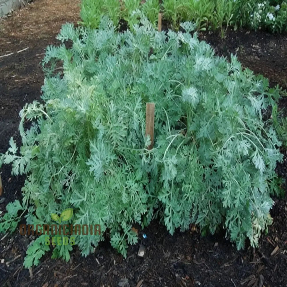 Wormwood Plant Silvery Foliage Seeds for Home Gardens