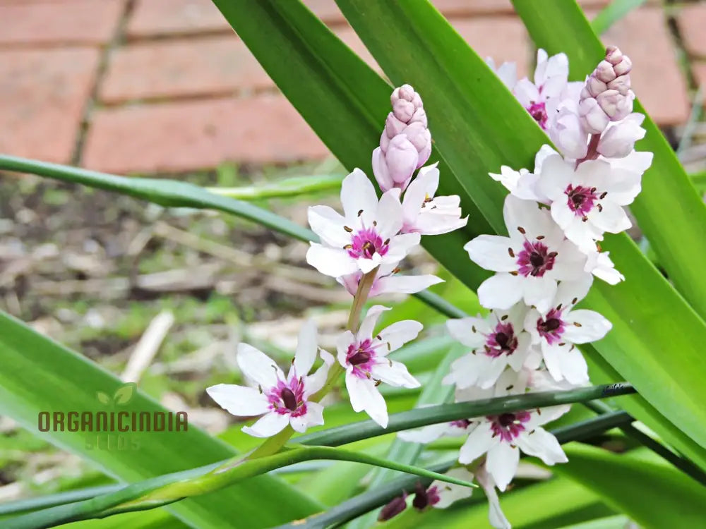 Wurmbea Stricta Seeds for Ornamental Garden Planting