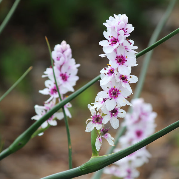 Wurmbea Stricta Seeds for Rock Gardens and Landscapes