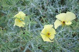 Argemone Seeds for Xeriscape and Low-Water Garden Designs