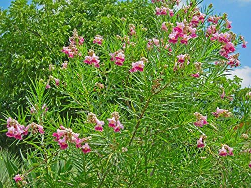 Xeriscape Desert Willow seeds low maintenance shrub