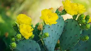 Xeriscape friendly Opuntia macrorhiza seeds for dry gardens