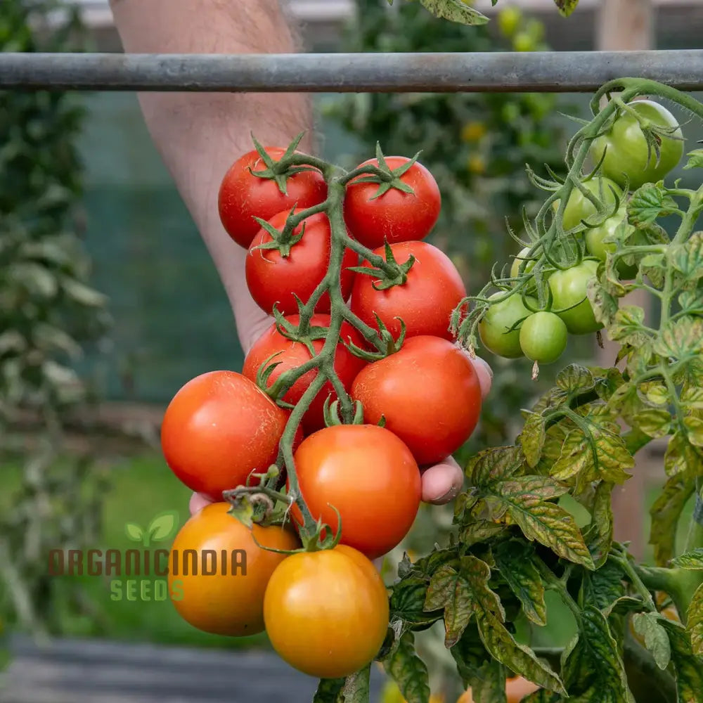 Mature Y DDRAIG GOCH (Red Dragon) Tomato Plant with Fruit from Seeds