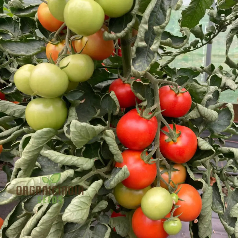 Y DDRAIG GOCH (Red Dragon) Tomato Seeds, High-Quality Vegetable Seeds