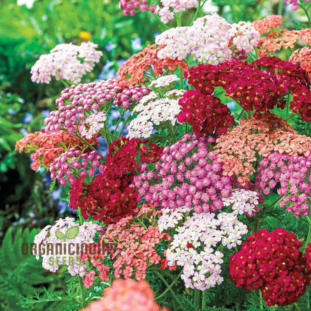 Non-GMO heirloom Yarrow seeds pack