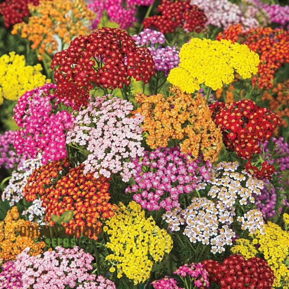 Colorful blooming Yarrow plants in garden