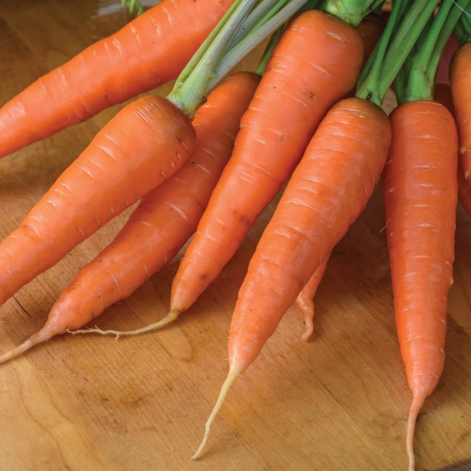 Yaya Carrot Seedlings Growing, Crisp and Sweet Hybrid Variety