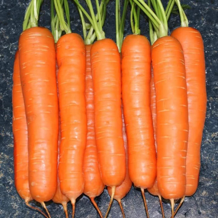 Yaya Carrot Seeds for Planting, Premium Sweet Hybrid Carrots