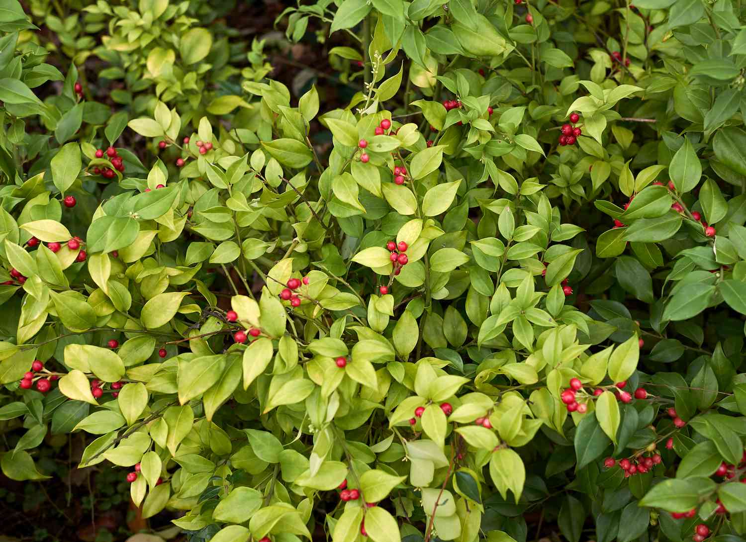 Hardy Evergreen Shrub Providing Year Round Foliage