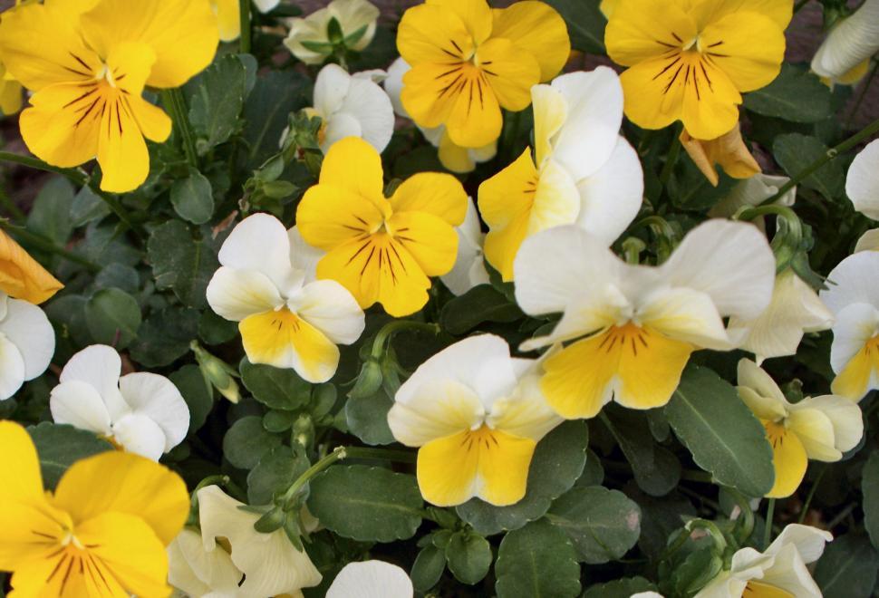 Yellow & White Pansy Flower Seeds ,Bright Bi-Color Blooms, Non-GMO