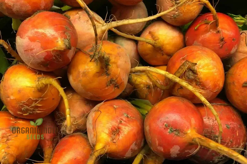 Fresh Harvest of Yellow Boldor F1 Beetroots from Seeds