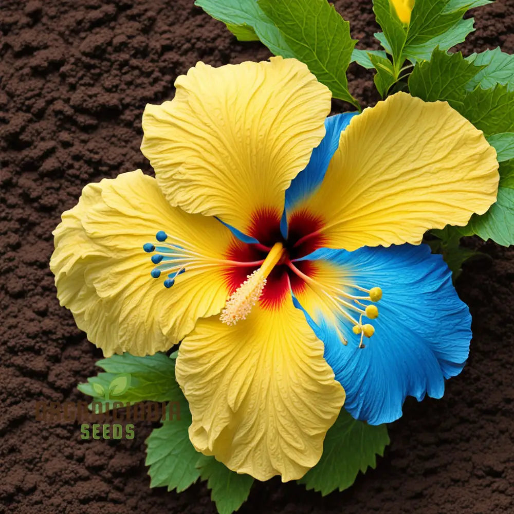 Close-up of yellow blue hibiscus bloom