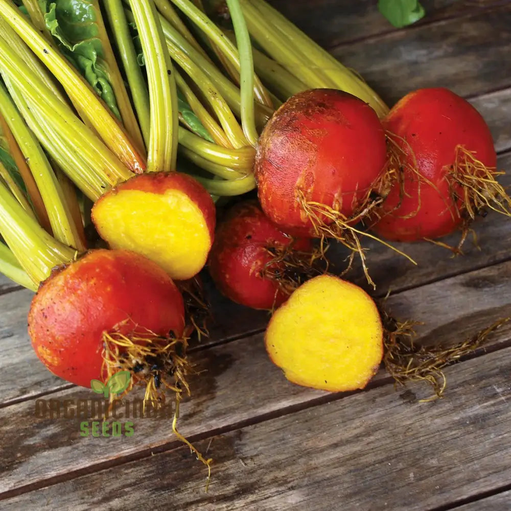 Yellow Boldor F1 Beetroot Plants in Garden, High-Yield Variety