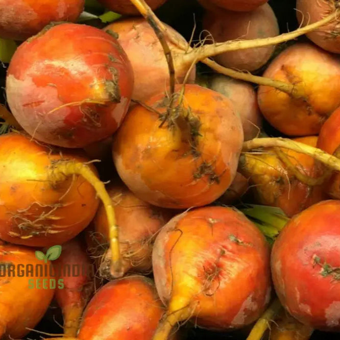 Yellow Boldor F1 Beetroot Seeds for Planting, Premium Hybrid Variety
