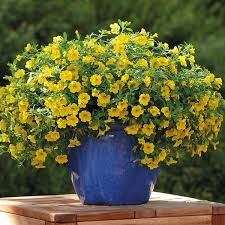 Yellow Calibrachoa Seeds for Blooming Garden Plants