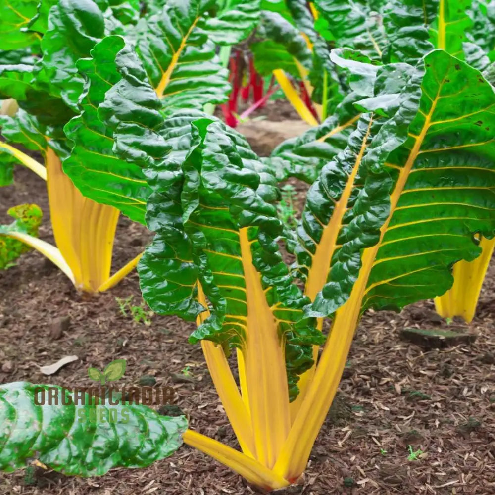 Mature Yellow Chard Leaves from Seeds, Vibrant and Nutritious Greens