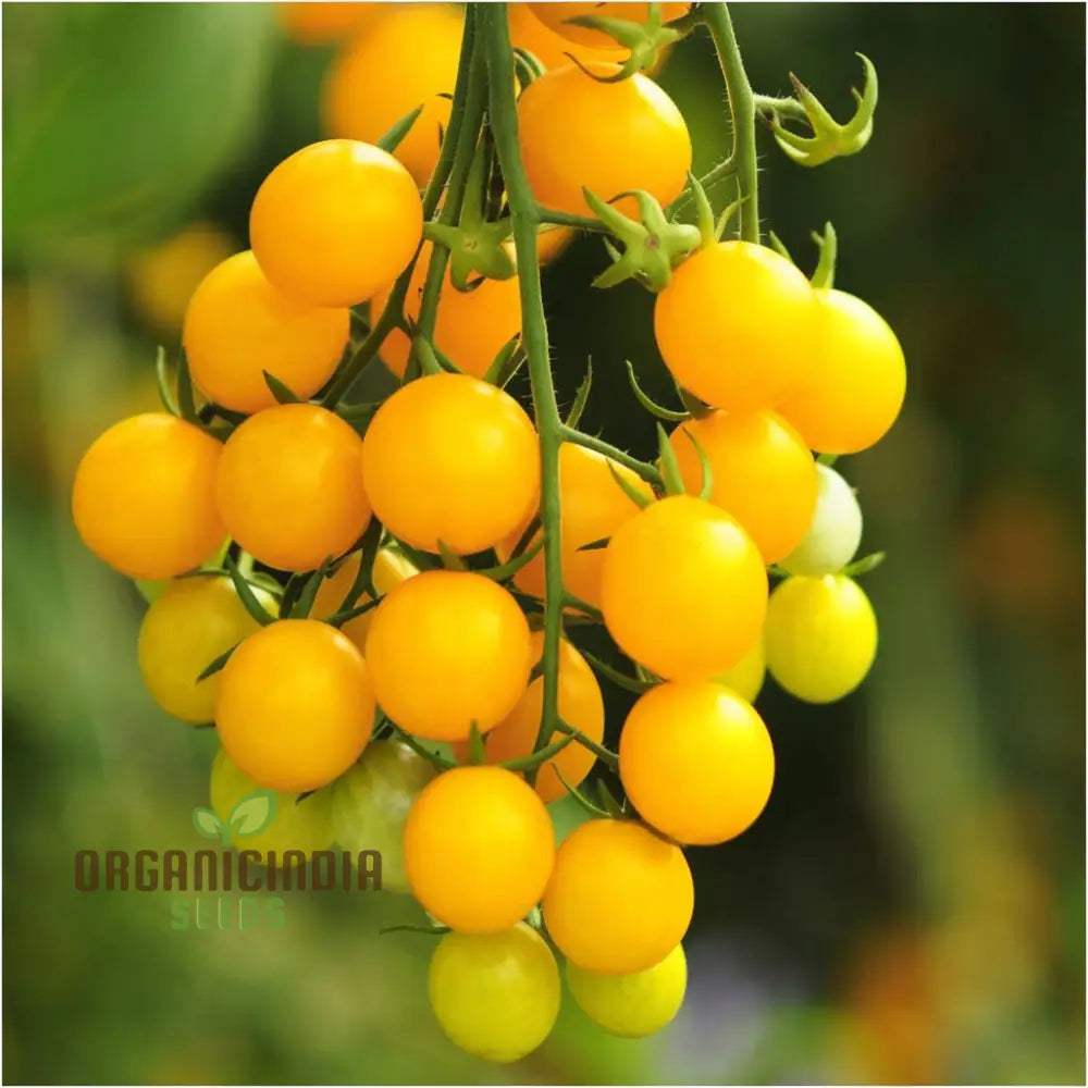 Mature Yellow Cherry Tomato Plant from Seeds, Heavy Fruiting Tomato Variety