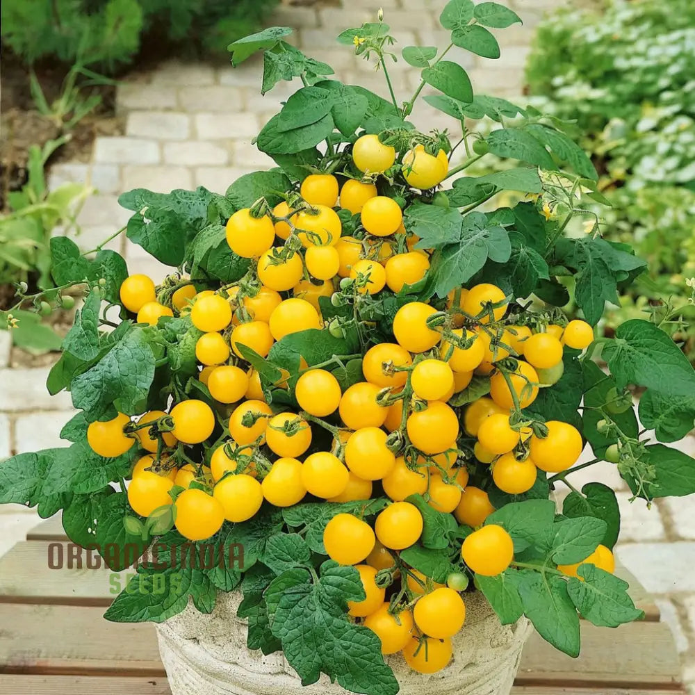 Yellow Cherry Tomato Seeds for Planting, High-Yield Golden Tomato Seeds