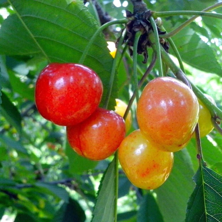 Yellow Cherry Tree Seeds for Home Gardens and Orchards