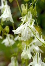 Yellow Columbine Flower Seeds for Easy-Grow Perennial Gardens