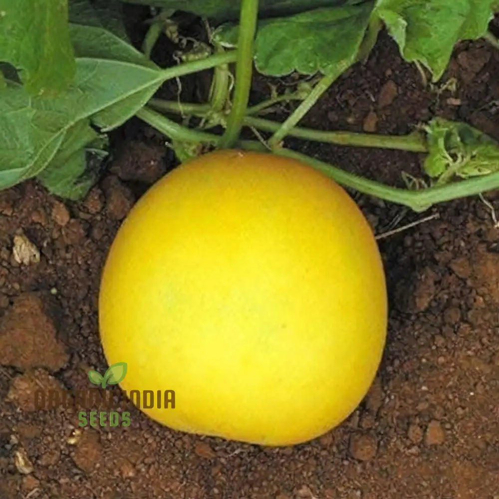 Yellow Cucumber Seeds for Planting, Premium Garden Vegetable Seeds
