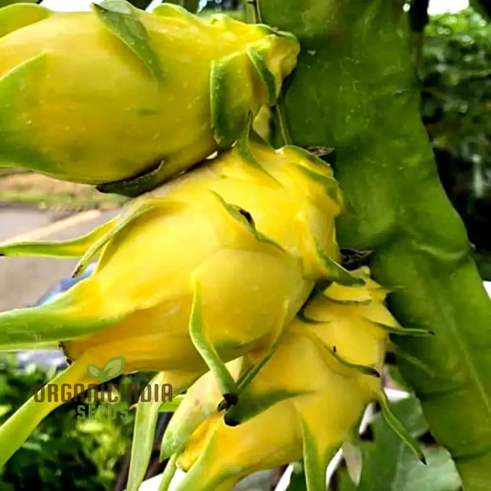 Yellow Dragon Fruit (Selenicereus megalanthus) Seeds for Planting