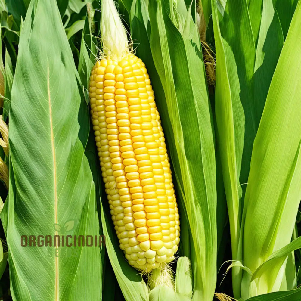 Durable Yellow Corn Seeds for Planting, High-Yield Home Garden Seeds