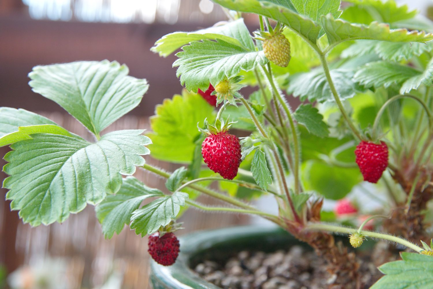 Yellow Flower of Edible Red Mock Strawberry Plant