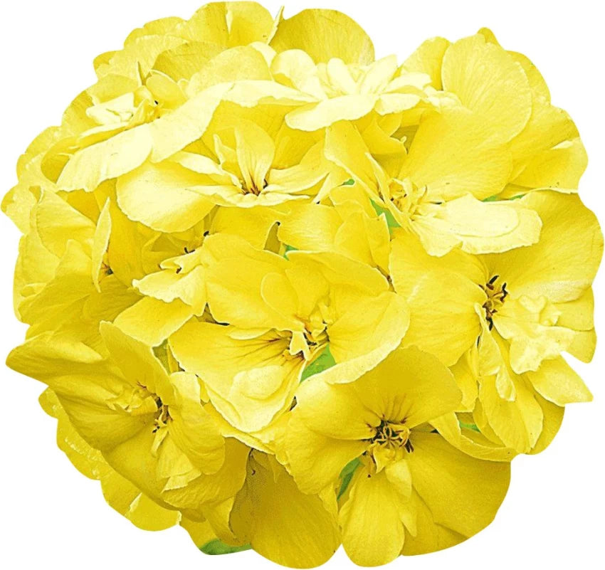 Yellow geranium flower seeds for planting with bright golden blooms