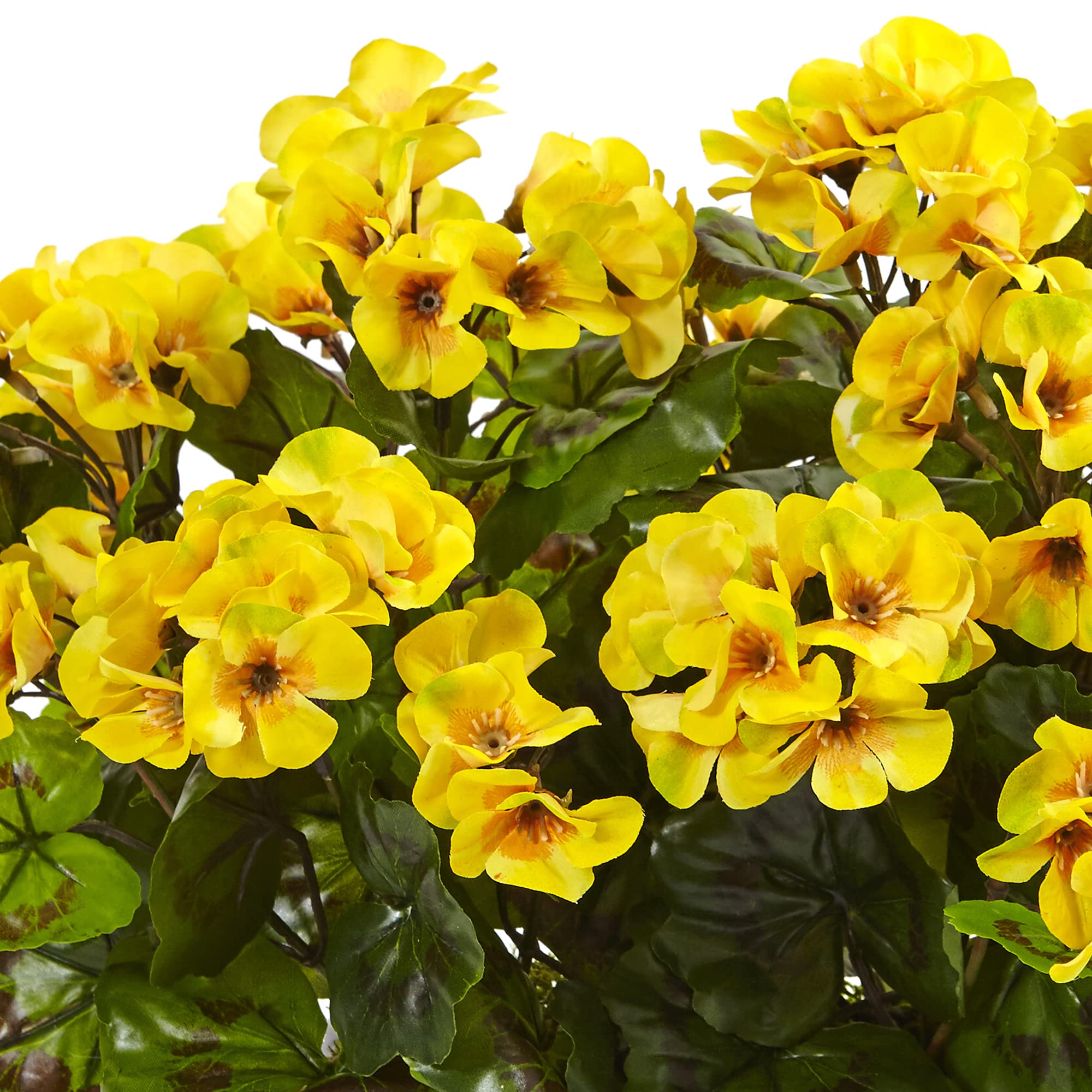 Yellow geranium seedlings growing from premium garden seeds