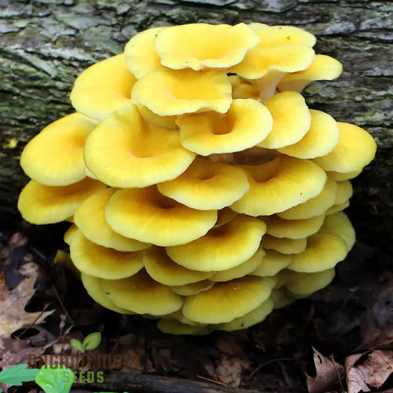 Yellow-Gold Oyster Mushroom Seeds for Culinary Garden, Easy-to-Grow Mushroom Seeds