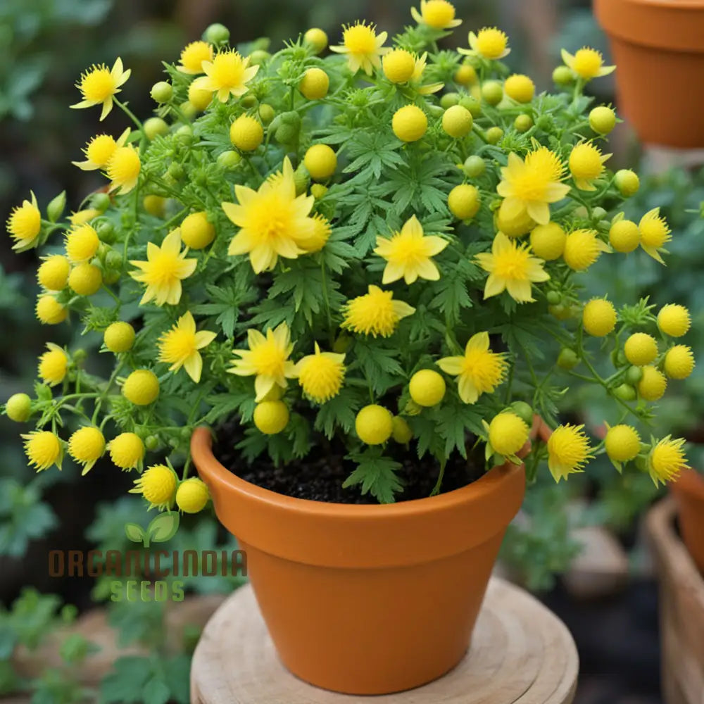 Kerria Japonica Yellow Flower Seeds for Garden Borders