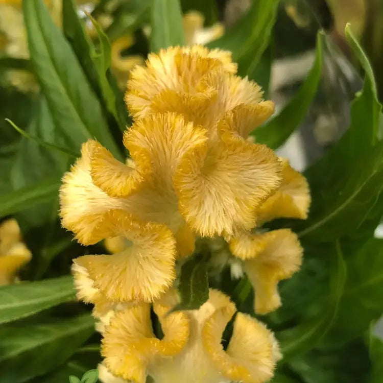 Mature Yellow Lime Cockscomb plant with bright blooms