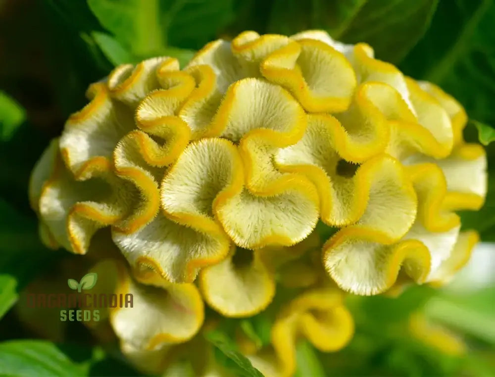 Yellow Lime Cockscomb seeds for planting in garden beds and borders