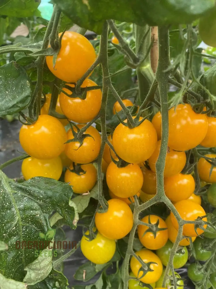Yellow Mimi F1 Tomato Plant Grown from Hybrid Seeds