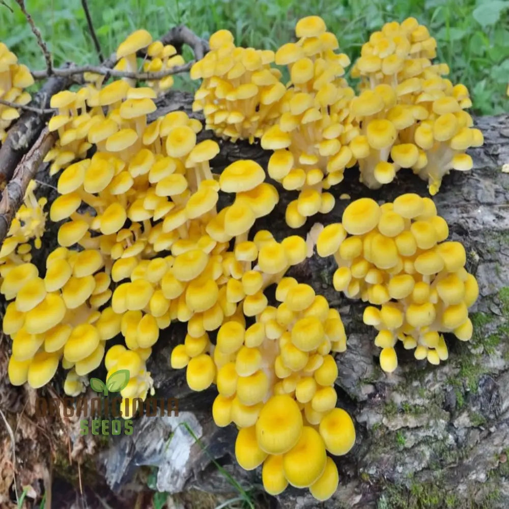 Yellow Mushroom Cluster from Seeds, High-Yield Mushroom Variety