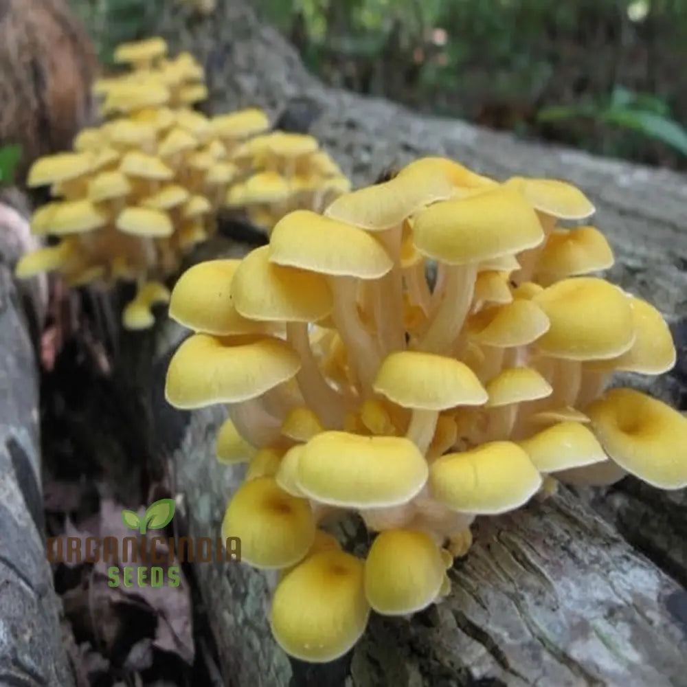 Yellow Mushroom Seeds for Planting, Gourmet Mushroom Seeds