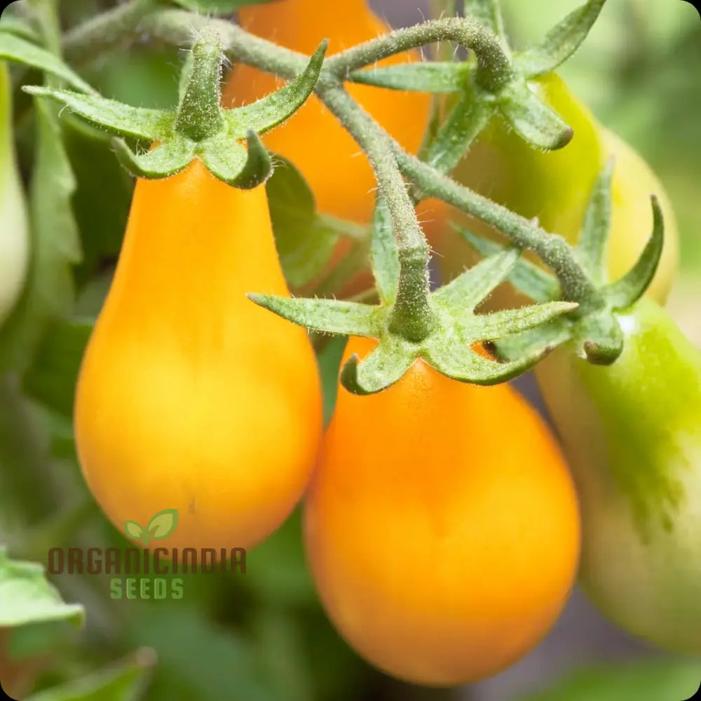 Yellow Pear Tomato Plants on Vines from Seeds
