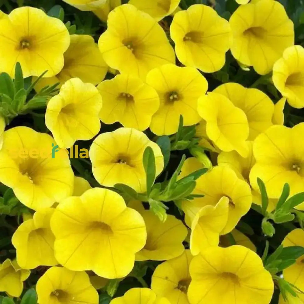 Yellow petunia seeds for planting