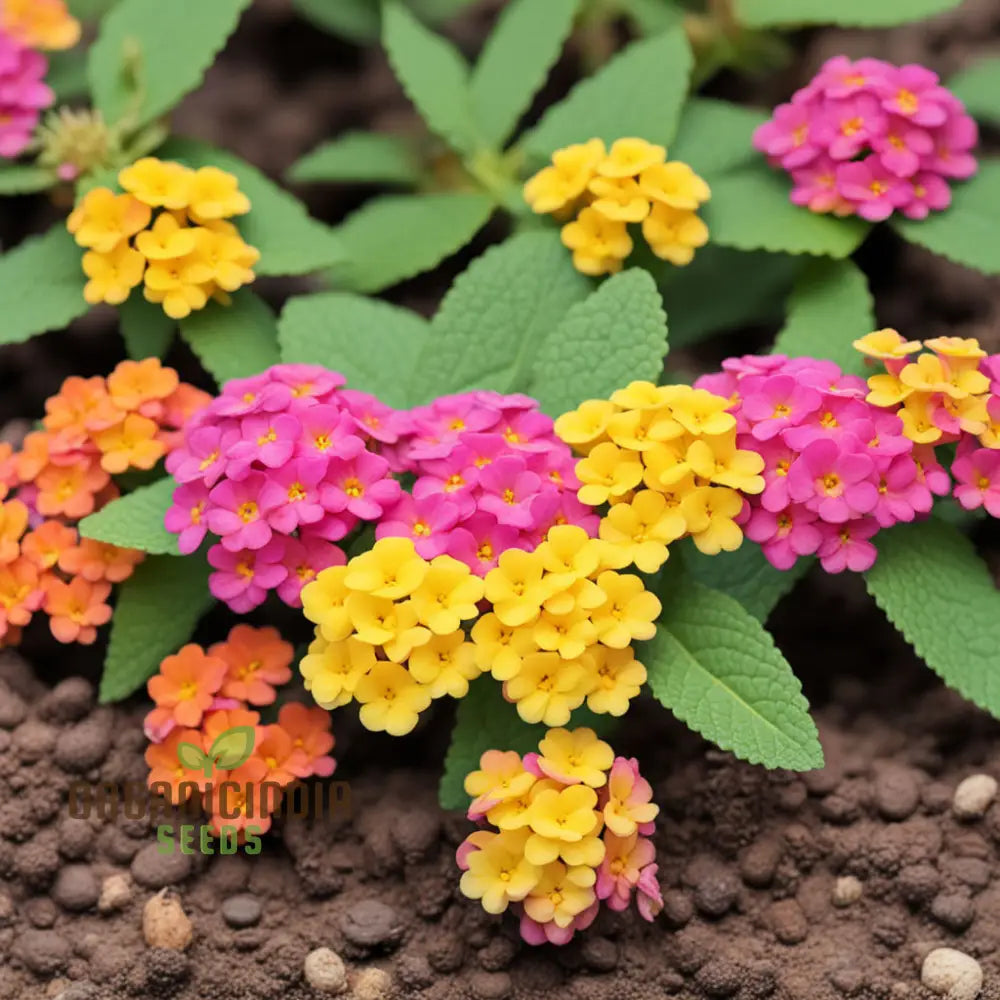 Yellow-Pink-Orange Lantana Flower Seeds For Planting – Elevate Your Gardening With A Burst Of