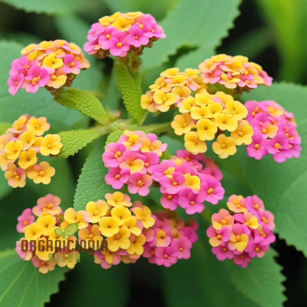 Yellow-Pink-Orange Lantana Flower Seeds For Planting – Elevate Your Gardening With A Burst Of