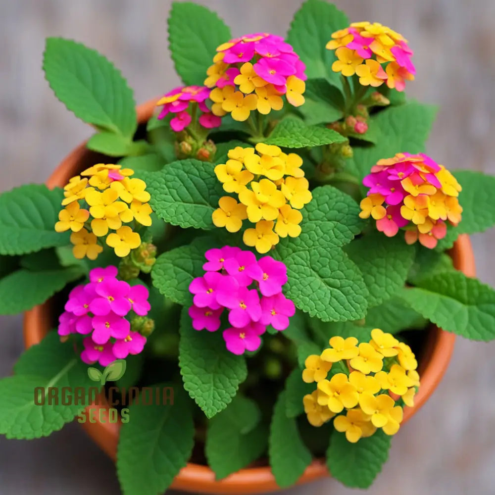 Yellow-Pink-Orange Lantana Flower Seeds For Planting – Elevate Your Gardening With A Burst Of