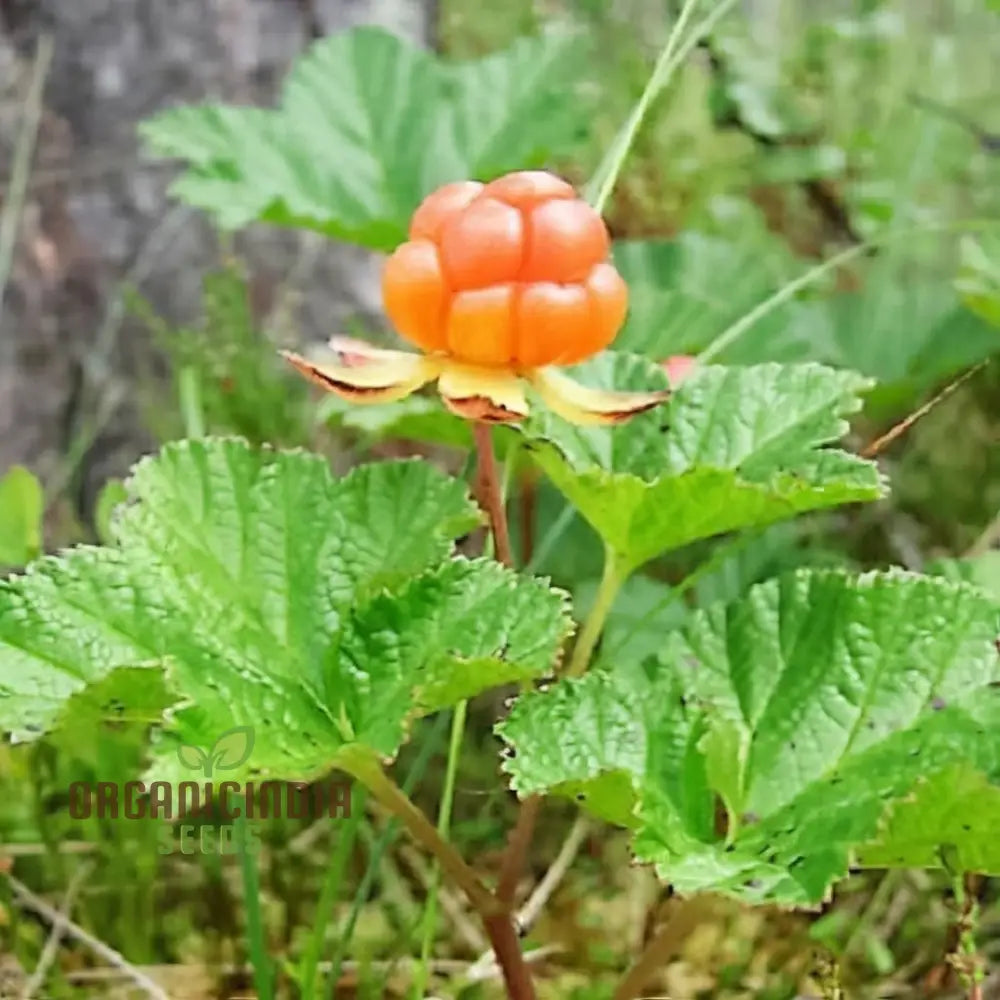 Yellow raspberry seeds producing sweet golden fruits