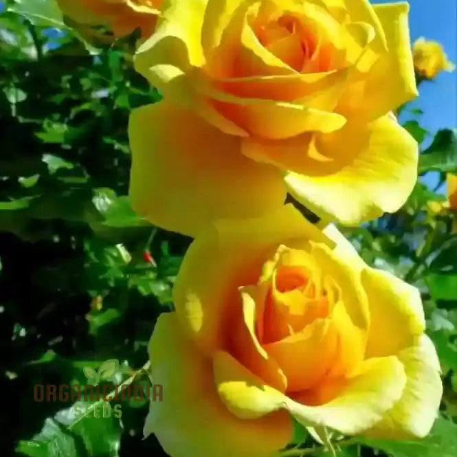 Yellow Rose Flower Seeds For Planting High-Quality Vibrant Blooms Seeds