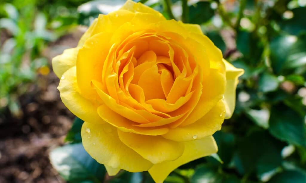 Yellow Rose Seeds for Beautiful Flowering Plants