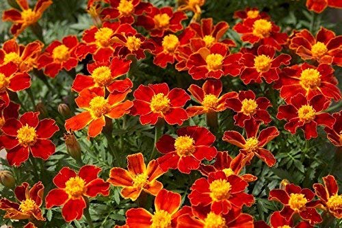Yellow Signet Marigold Flower Seeds for High Bloom Performance