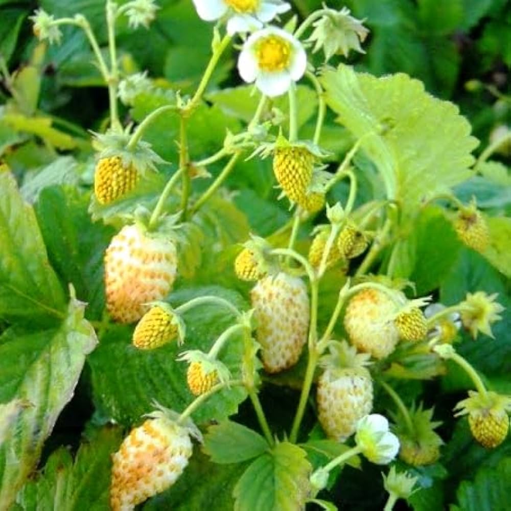 Yellow Wonder Strawberry Plant – Everbearing Alpine Garden Variety