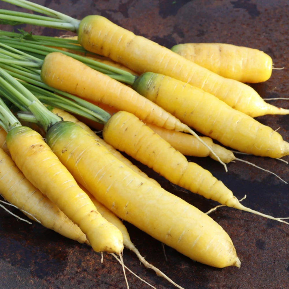 Yellow Sun Carrot Seeds for Planting, Heirloom Sweet Nutritious Carrots