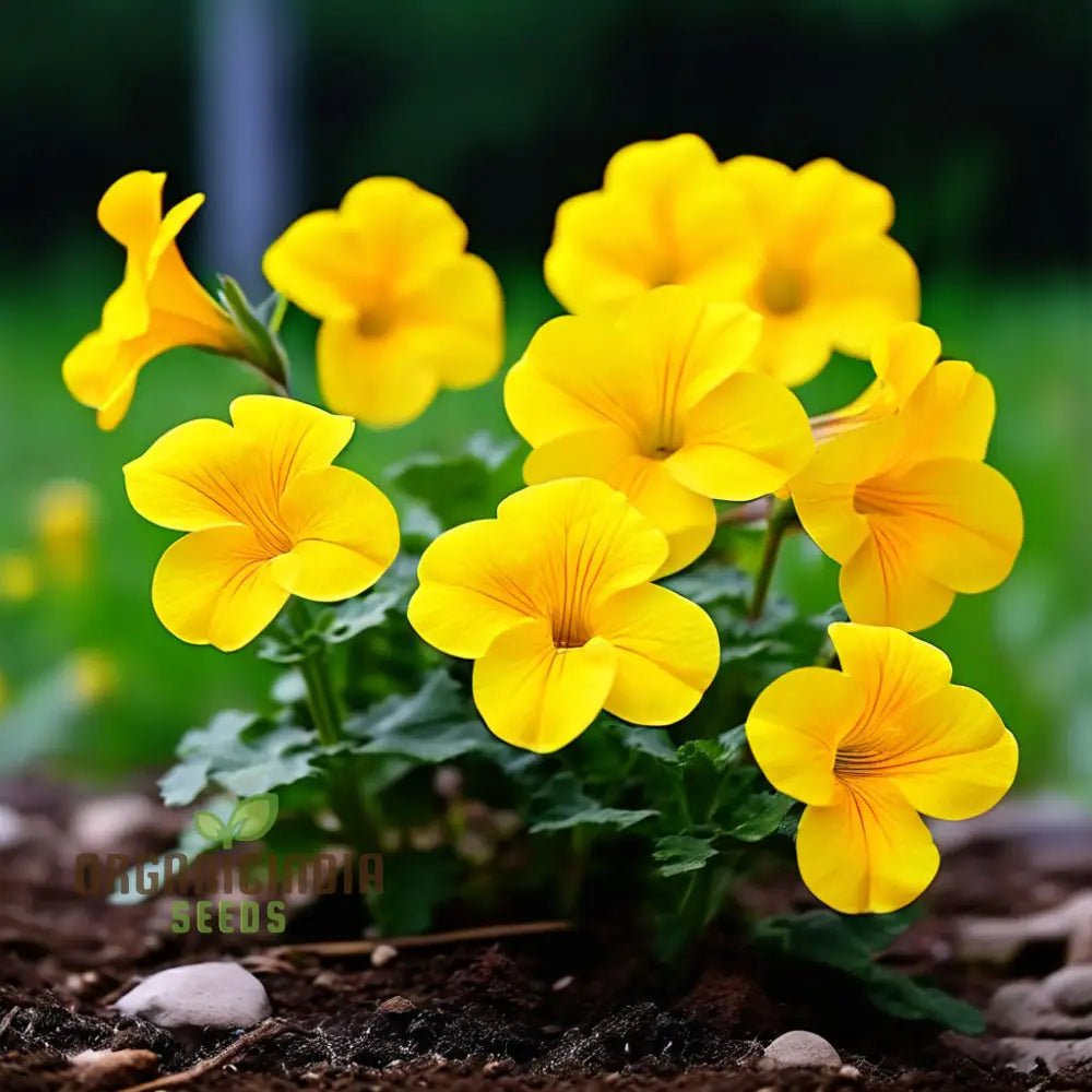 Yellow Superbells Calibrachoa seeds