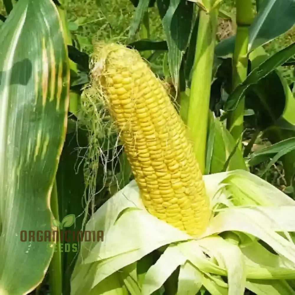 Closeup of Yellow Sweet Corn Ears from Seeds, High-Yield Home Garden Corn Plants